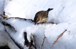 Dendroica coronata - Yellow Rumped Warbler