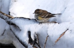 Dendroica coronata - Yellow Rumped Warbler