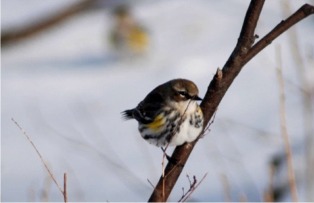 Dendroica coronata - Yellow Rumped Warbler