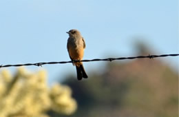 Tyrannus verticalis - Western Kingbird