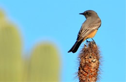 Tyrannus verticalis - Western Kingbird