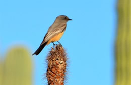 Tyrannus verticalis - Western Kingbird