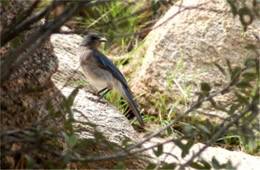 Aphelocoma californica - Western Scrub Jay