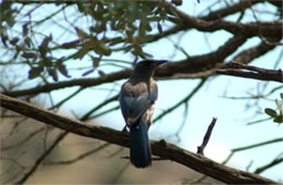 Aphelocoma californica - Western Scrub Jay