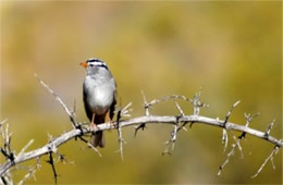 Zonotrichia leucophris - White-crowned Sparrow