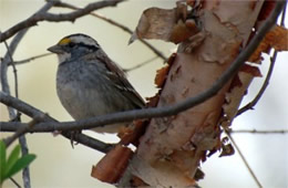 Zonotrichia albicollis - White-throated Sparrow