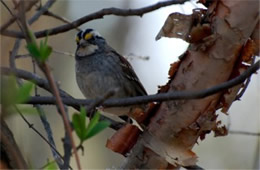 Zonotrichia albicollis - White-throated Sparrow