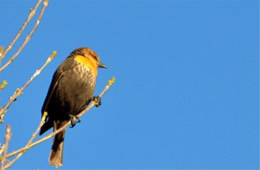 Xanthocephalus xanthocephalus - Yellow-headed Blackbird