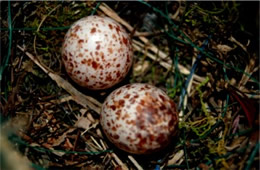 Dendroica petechia - Yellow Warbler Eggs