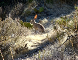 Red Rocks Nevada Desert Hare