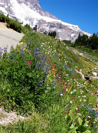 Mount Ranier Wildflowers