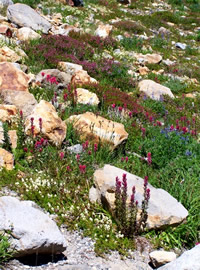 Mount Ranier Wildflowers