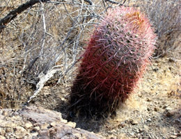 Red Barrell  Cactus
