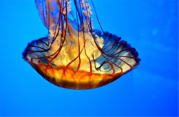 Aquarium Jellyfish from the Californian Academy of Sciences