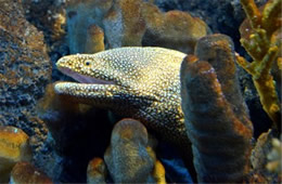 Aquarium Moray Eel from the Californian Academy of Sciences
