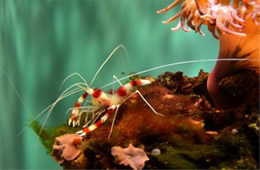 Banded Boxer Shrimp Californian Academy of Sciences