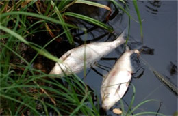 Fish Dead from Environmental Hypoxia