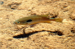 Lepomis cyanellus - Green Sunfish
