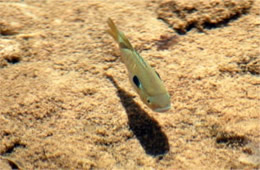 Lepomis cyanellus - Green Sunfish