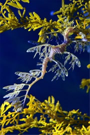 Aquarium Leafy Sea Dragon from the Californian Academy of Sciences