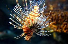 Aquarium Lionfish from the Californian Academy of Sciences