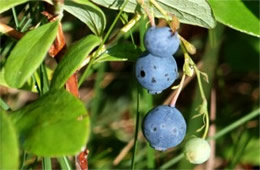 Blueberries