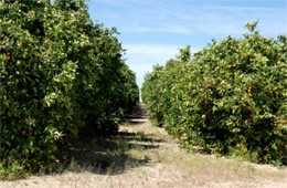 Orange Trees