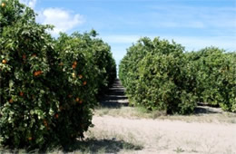 Orange Trees