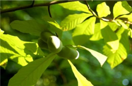 Asimina parviflora - Pawpaw Fruit