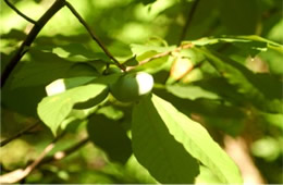 Asimina parviflora - Pawpaw Fruit