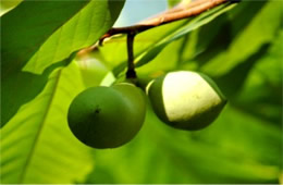 Asimina parviflora - Pawpaw Fruit