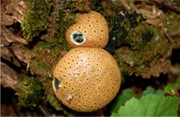 Scleroderma citrinum - Puffball Mushroom