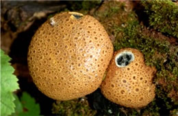 Scleroderma citrinum - Puffball Mushroom