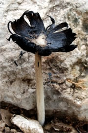 Black Top Mushroom