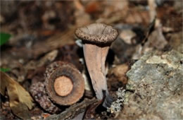 Craterellus cornucopioides - Black Trumpet Mushroom