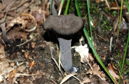 Craterellus cornucopioides - Black Trumpet Mushroom