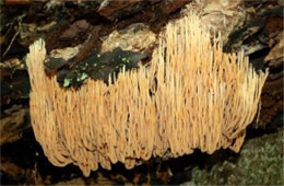 Coral Mushroom