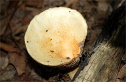 Funnel-shaped Mushroom
