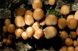 Coprinellus disseminatus - Inky Cap Tree Mushroom