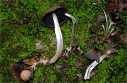 Coprinellus disseminatus - Inky Cap Tree Mushroom