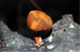 Little Brown Trumpet Mushroom