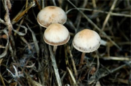 Panaeolus foenisecii - Arizona Mushrooms