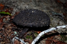 Strobilomyces floccopus - Old Man Mushroom