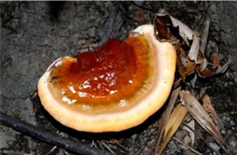 Ganoderma tsugae - Young Polypore Mushroom