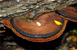 Brown Polypore Mushroom