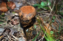 Puffball Mushroom