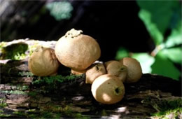 Morganella pyriformis - Puffball Mushrooms