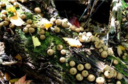 Morganella pyriformis - Puffball Mushrooms