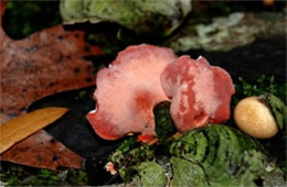 Phlebia incarnata - Poypore Mushroom