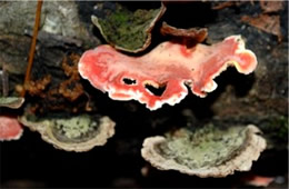 Phlebia incarnata - Poypore Mushroom